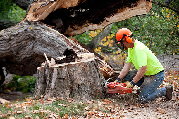 Best Firewood Processing and Delivery  in Panaca, NV